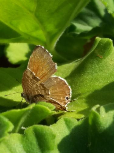 Réf. 290 888 : Cacyreus marshalli